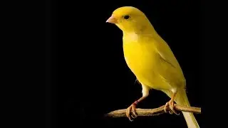 Canaries in the Coalmine