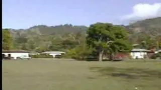 Pejibaye