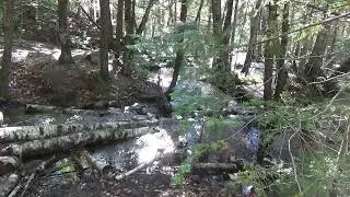 Journey to the Source: Little Ocqueoc River's Underground Rise