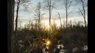 A Winter Visit to Okefenokee Swamp and Stephen C. Foster State Park