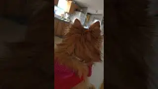 Angel crying when my mom and dad leave there home with out her dramatic dog lol
