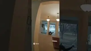 What The Dog Doin' #funny #dog #sora #soraai #ai