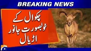 Beautiful Animals of Chakwal: Discover the Majestic Urial | Geo News