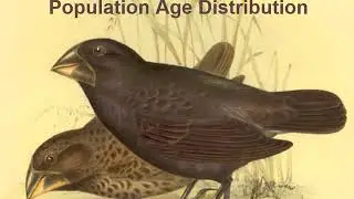 Population Age Distributions