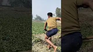 Traditional Fishing in Water Hyacinth Fields