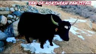 The domestic yak of Northern pakistan !Bos grunniens! the Tartary ox ! grunting ox !Hairy cattle