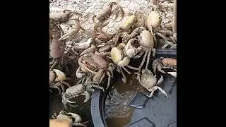 Antigua land crabs