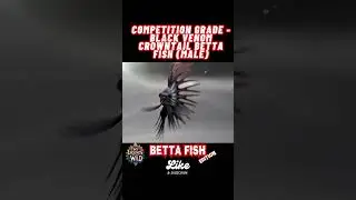 🏆 Competition Grade Black Venom Crowntail Betta Fish (Male) | Elite Betta Showcase