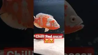 albino oscar fish 😍😍 chilli red oscar fish #oscarfish #oscarfishtank #shorts
