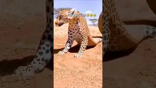 Меня раздавило #смешно #комедия