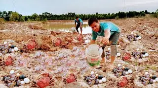 Top fishing fishing crabs snails! a fisherman founding lots of crabs and snails at the hill.