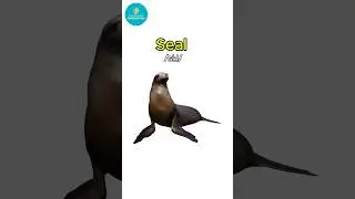 Learn Seal vocabulary fast #english #learnenglish #vocabulary #short