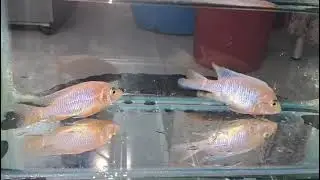 Yellow chichild pair For sale Contact number: 7993722941