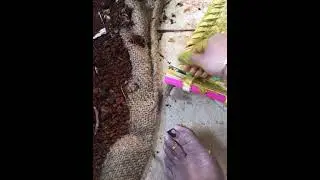 కొత్త చాటకి మెంతుల treatment- winnowing tray and seasoning with fenugreek and news paper paste 📝
