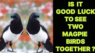 IS IT GOOD LUCK TO SEE TWO MAGPIE BIRDS TOGETHER ?