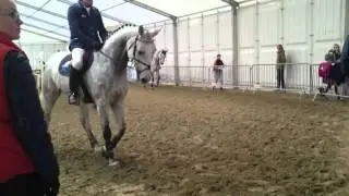 The Stewards' job performances