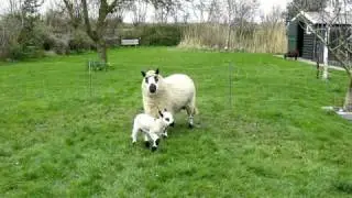 kerry hill schapen