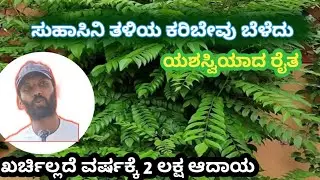 ಅಡಿಕೆ ಬೆಳೆಗೆ ಅಂತರ ಬೆಳೆಯಾಗಿ ಕರಿಬೇವು ಬೆಳೆದು ಯಶಸ್ವಿಯಾದ  ರೈತ#