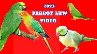 Conure | green cheek conure | Bird | parrot | parrot red | green parrot || 2023 Red parrot