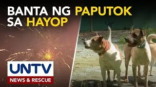 “No paputok,” giit ng PAWS; toxic waste at trauma, banta sa mga alagang hayop tuwing bagong taon