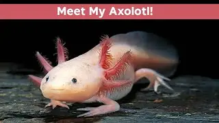 Meet the World's Most Adorable Yawning Axolotls | echo dude