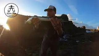 BUSCANDO BACORETAS - ISLA DE LAS PALOMAS