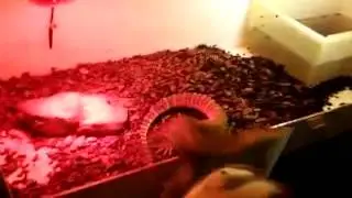 Argus monitor eat rat - Varanus panoptes
