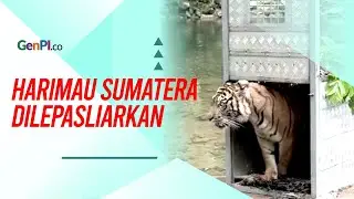 BBKSDA Sumut Melepasliarkan 2 Harimau Sumatera, Lihat!
