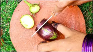 Funny Cutting the Eggplant Video You have Must Watch #shorts - Mini Foodies Show