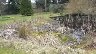Garden pond - Vatnapl&ouml;ntur - D&uacute;nkefli -  P&aacute;skaliljur - Gar&eth;tj&ouml;rn - Gar&eth;agr&oacute;&eth;ur
