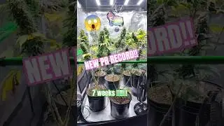 7 Strain Record Grow 😱Biggest Buds You Will See! #rock #cbd
