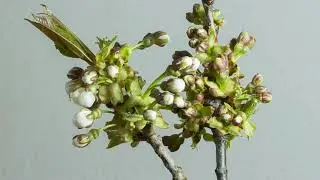time lapse video no copyright - free time lapse video | no copyright