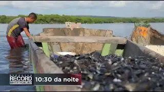 Rep&oacute;rter Record Investiga&ccedil;&atilde;o mostra a jornada de quem depende da pesca de sururu