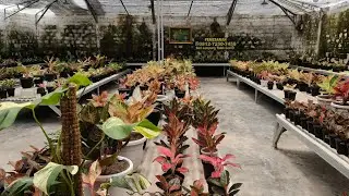 Tanaman Hias aglonema