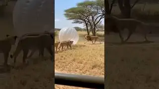 Tanzania's wildest attraction has launched.