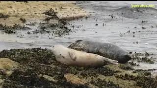 FOCA GRIS | GRAY SEAL | Halichoerus grypus  4K