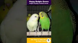🐦Birds Natural breeding formula 💛💚| Budgies Breeding Formula #shortsfeed #shorts