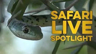 Celebrating World Snake Day 2018