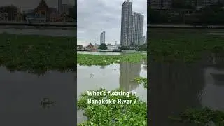 What&rsquo;s Floating in Bangkok&rsquo;s River? 😳🇹🇭#bangkok#thailandtravel