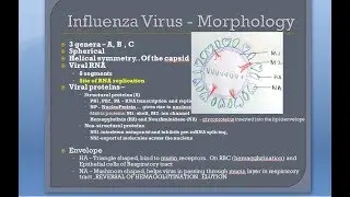 Microbiology 476 b Influenza virus Morphology Orthomyxo Paramyxo RNA 8 segmented Flu difference