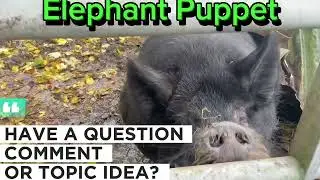 Elephant Puppet Meets A Boar 🐗