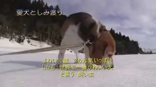 雪上歩行　愛犬としみ渡り　　まるで検索エンジン　ビーグル犬
