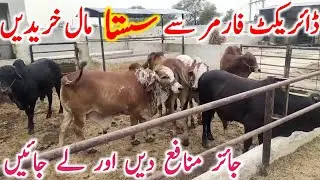 Cholistani Sahiwal Bachre Near Luddan Cow Mandi || Global Village Farming 