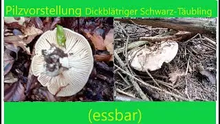 Pilzvorstelung Dickbl&auml;triger Schwarz T&auml;ubling