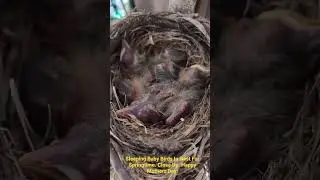 Baby birds sleeping in nest #relaxing #birds #spring #threelittlebirds