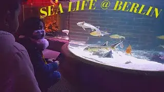 Sea Life in Berlin 2022 | Aqua Dom & Sea Life Aquarium @ Berlin