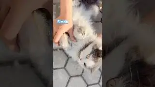 Baby brush time ❤️#cute #cat #shorts