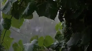 Calm Rain Among Leaves 🌧️🍃 Deep Sleep, Relaxation & Stress Relief | Rain Sounds for Sleeping
