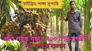 হাইব্রিড পাঙ্গা সুপারি। উচ্চ ফলনশীল জাতের সুপারি চারা পাচ্ছেন আমাদের কাছে। জাতের ১০০% নিশ্চয়তা।