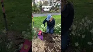 Standing Ovation Serviceberry